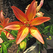 Lilium sp. (Asian lily) (Newark, Ohio, USA) 8