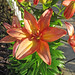 Lilium sp. (Asian lily) (Newark, Ohio, USA) 10