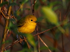 Yellow Warbler | Goldwaldsänger | Paruline jaune