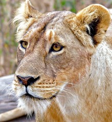 Lioness Portrait (Panthera leo)