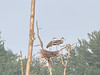 Great Blue Herons at nest