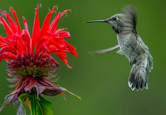red is my color.....anna's hummingbird