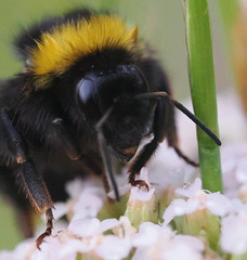 Bumble bee by pete beard on flickr