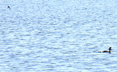 Swift and Great crested grebe, Podiceps cristatus, Skäggdopping από Blondinrikard Fröberg στο flickr