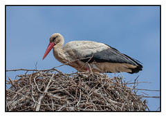 Stork on the nest - (Ciconia ciconia) 2 clicks for Zoom