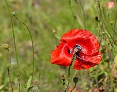 Common poppy, Papaver rhoeas, Kornvallmo