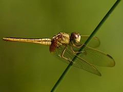 Common Amberwing Dragonfly. Brachythemis contaminata.