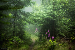 Forest and foxglove