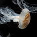 Kagoshima Aquarium Jellyfish