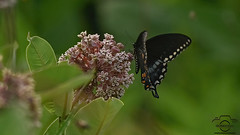 2023.07.09.9844.Z7ii Black Swallowtail (Explored No. 72, July 10, 2023)