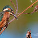 Common Kingfisher taken in the Reserva do Paul Arzila, Portugal