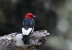 Red-headed Woodpecker in San Francisco