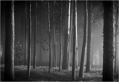 Misty pine forest - Bateia - Pouso Alegre - Sul de Minas - MG - Brazil