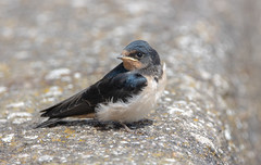 Barn Swallow..