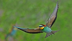 European Bee-eater (explored)