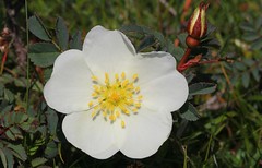 Burnet Rose - Rosa pimpinellifolia 290523 (1)