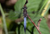 Black-tailed skimmer, male