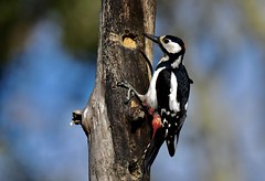Pica-pau malhado, Great Spotted Woodpecker