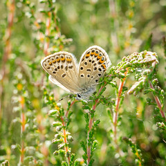 Silver studded blue