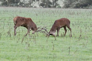 865-Res-STag-fighting