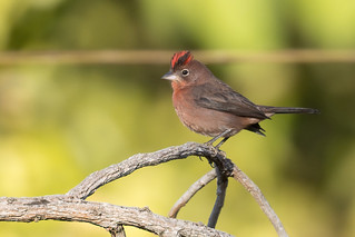 Red Pileated Finch (Coryphospingus cucullatus), male