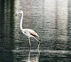 Flamingo  -  Flamenco