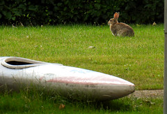 European rabbit, Oryctolagus cuniculus, Europeisk kanin