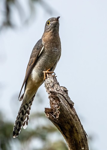 Fan-tailed Cuckoo, Mareeba