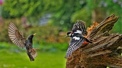 Buntspecht  / Great spotted woodpecker (Dendrocopos major) Star / Common starling (Sturnus vulgaris)
