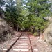 Tuggeranong Railway pine forest