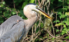 Great Blue Heron with fish (and a side salad)