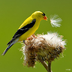 Goldfinch Separates Husk From Fluff