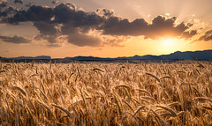 Crops at sunset