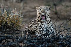 Leopard #1