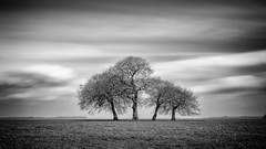 Beech trees on Salisbury Plain