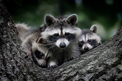 2023-07-07 Raccoon Family Photo