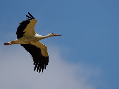 Weißstorch im Vorbeiflug - White Stork Flying By
