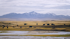 Matö county landscape with yak, Tibet 2018