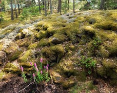 Purple loosestrife among stone and moss