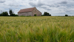 Barn & Barley Field, Dalkeith, Ontario