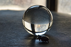 minimalist beetle and glass