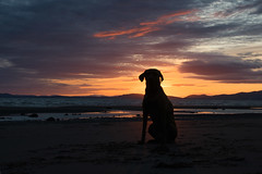 Bracken watching the sunset on Allonby beach