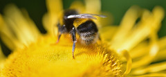 a bumble bee on Telekia flower