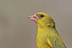 Verdilhão -  Chloris chloris - European greenfinch