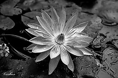 Blue Egyptian Waterlily- LR9A1721-B&W -Congrats on Explore! ⭐️ July 18, 2023 #43