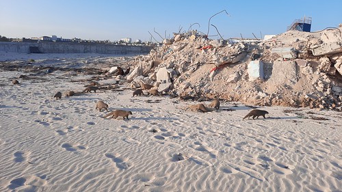 Mogadischu beach mongoose