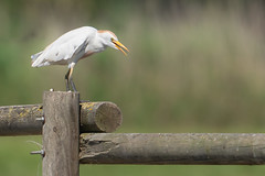 Esplugabous - Garcilla bueyera - Western cattle egret - Héron garde-boeufs - Bubulcus ibis