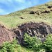 Salisbury Crags - sandstone layers squashed by intrusive dolerite