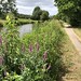 Purple loosestrife on the Kennet & Avon Canal