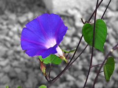 Ocean Blue Morning Glory Flower